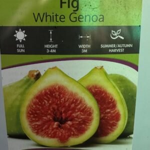 Fig-White-Genoa_GardenView-Nursery
