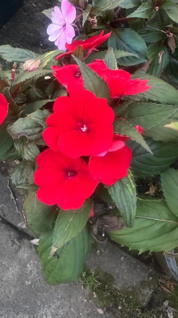 Impatiens Assorted