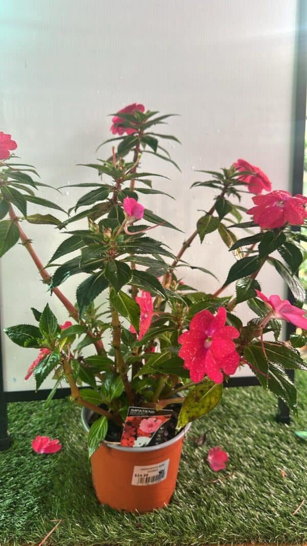 Impatiens-Assorted_GardenView-Nursery
