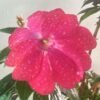 Impatiens-Assorted_GardenView-Nursery