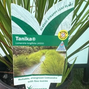 Lomandra longifolia Tanika_GardenView Nursery