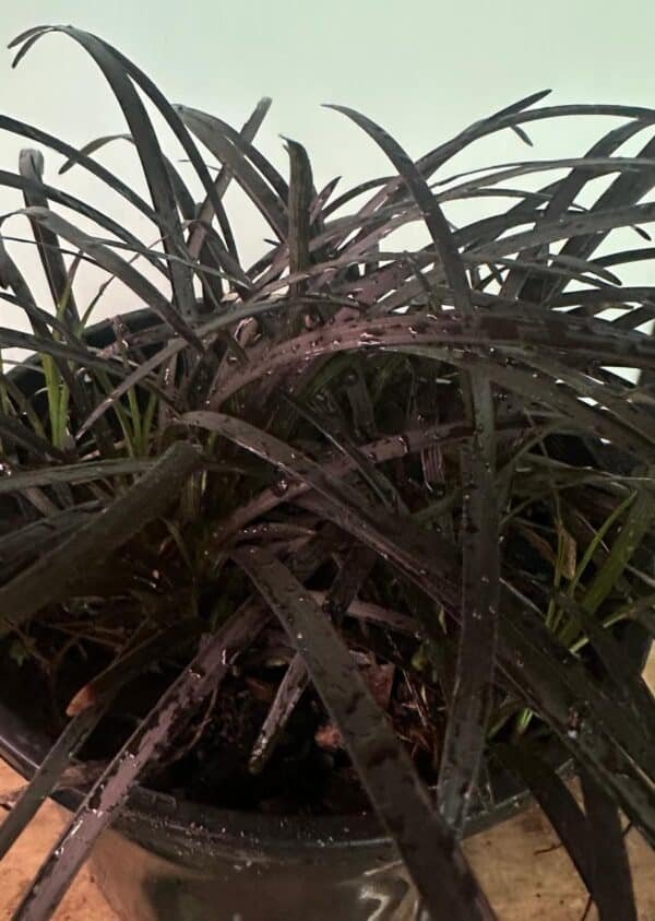 Ophiopogon Nigrescens Black Mondo_GardenView Nursery