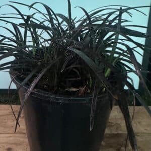 Ophiopogon Nigrescens Black Mondo_GardenView Nursery