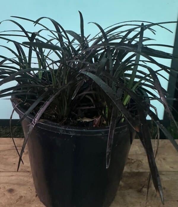 Ophiopogon Nigrescens Black Mondo_GardenView Nursery