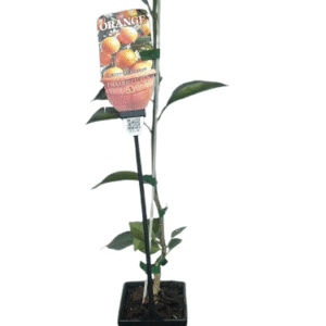 Orange Blood_gardenview nursery