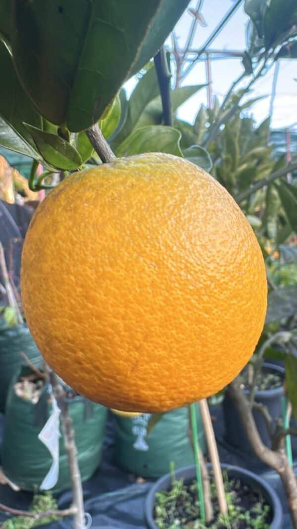 Orange-Washington-Navel_GardenView-Nursery