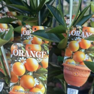 Orange-Washington-Navel_GardenView-Nursery