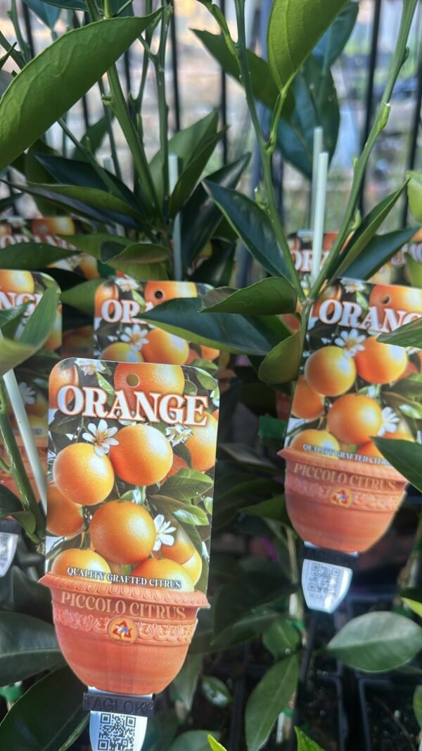 Orange-Washington-Navel_GardenView-Nursery