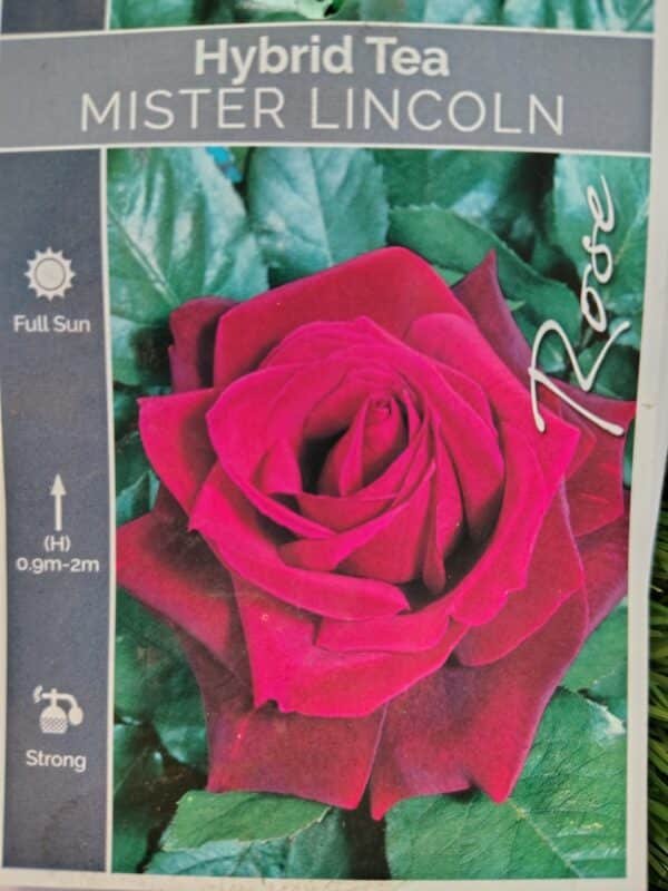 Mister Lincoln - Image 2