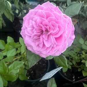 Rose-Patio-Miniature_GardenView-Nursery