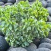 Succulent-Assorted_GardenView-Nursery