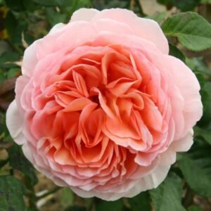 Abraham-Darby_GardenView-Nursery