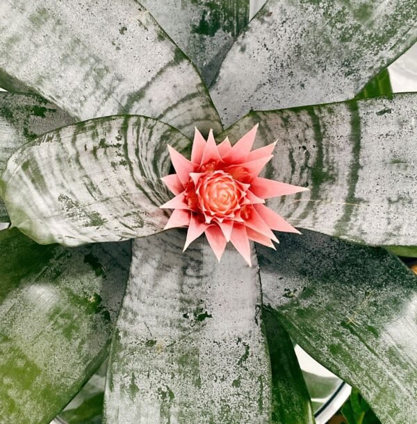 Aechmea-fasciata_GardenView-Nursery