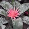 Aechmea-fasciata_GardenView-Nursery