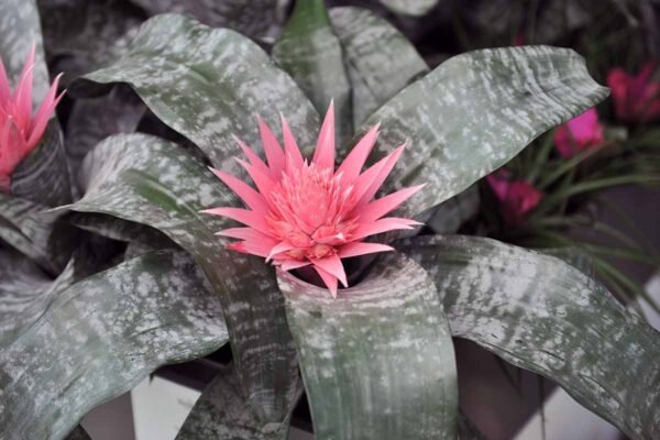 Aechmea-fasciata_GardenView-Nursery