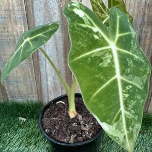 Alocasia-Frydec-Green_GardenView-Nursery