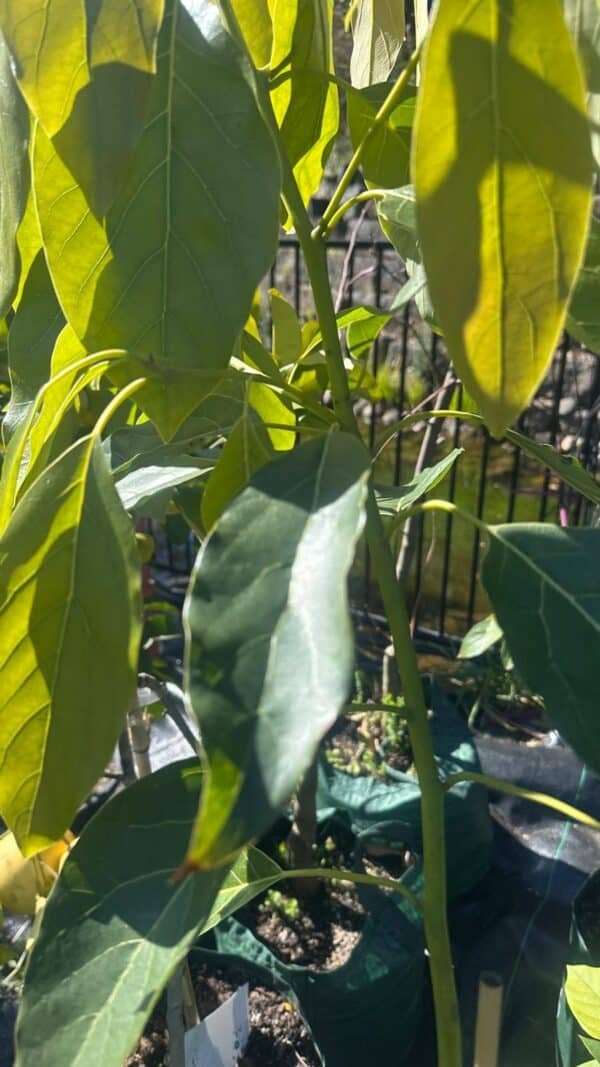 Avocado Hass_Gardenview Nursery