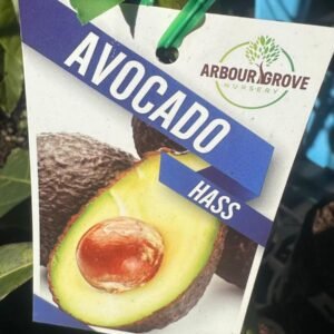 Avocado Hass_Gardenview Nursery