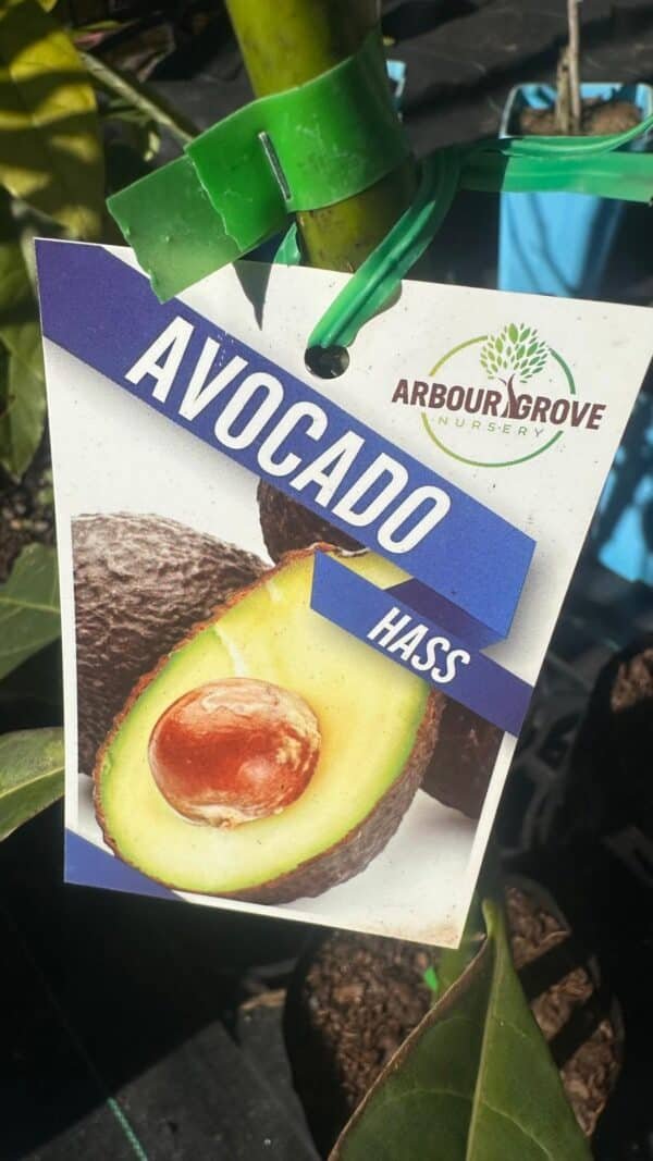 Avocado Hass_Gardenview Nursery