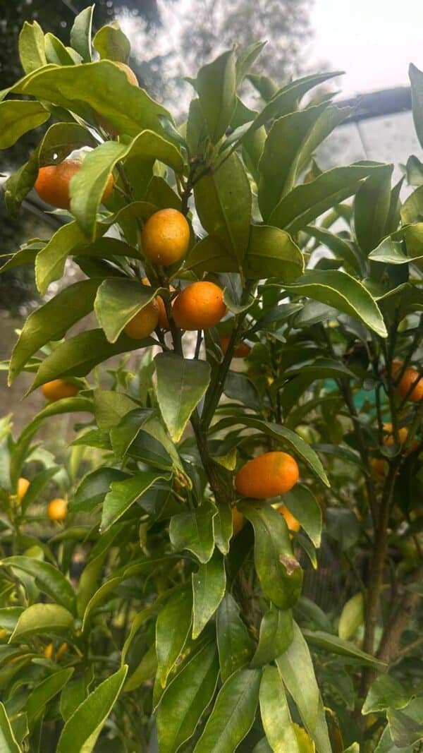 Calamondin-Cumquat-Oval_GardenView-Nursery