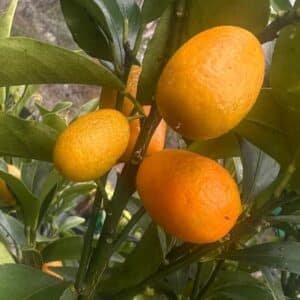 Calamondin-Cumquat-Oval_GardenView-Nursery
