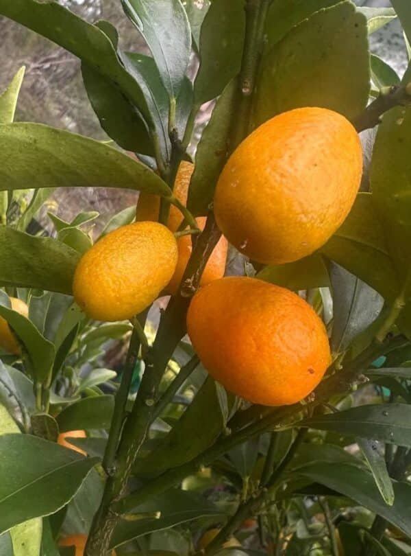 Calamondin-Cumquat-Oval_GardenView-Nursery