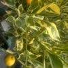 Calamondin-Cumquat-Round-Variegated_GardenView-Nursery