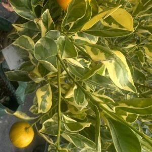 Calamondin-Cumquat-Round-Variegated_GardenView-Nursery