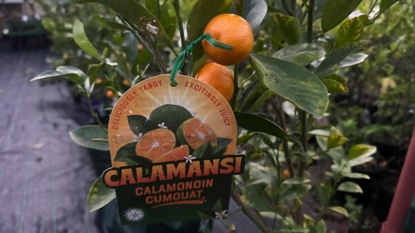 Calamondin-Cumquat-Round_GardenView-Nursery
