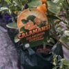 Calamondin-Cumquat-Round_GardenView-Nursery