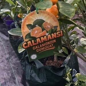Calamondin-Cumquat-Round_GardenView-Nursery
