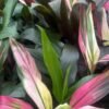 Cordyline-Fruticosa-Hilo-Rainbow_GardenView-Nursery
