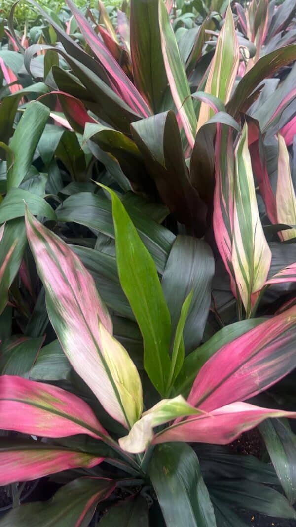 Cordyline-Fruticosa-Hilo-Rainbow_GardenView-Nursery