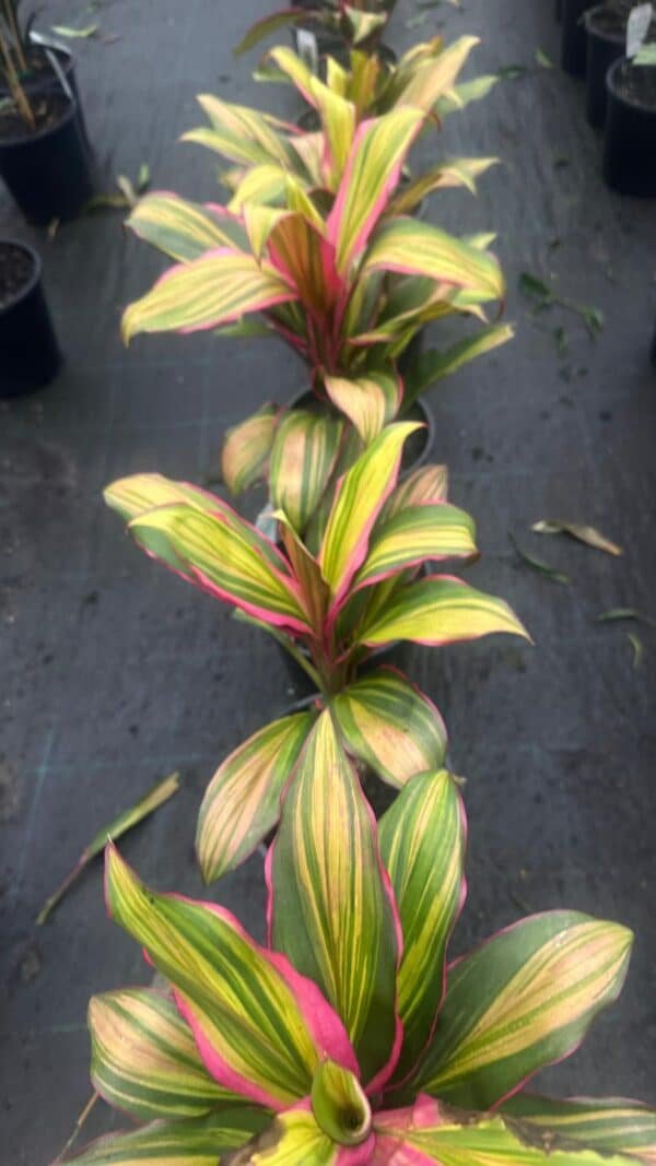 Cordyline-Fruticosa-Kiwi_GardenView-Nursery