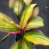 Cordyline-Fruticosa-Kiwi_GardenView-Nursery