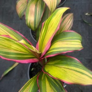 Cordyline-Fruticosa-Kiwi_GardenView-Nursery