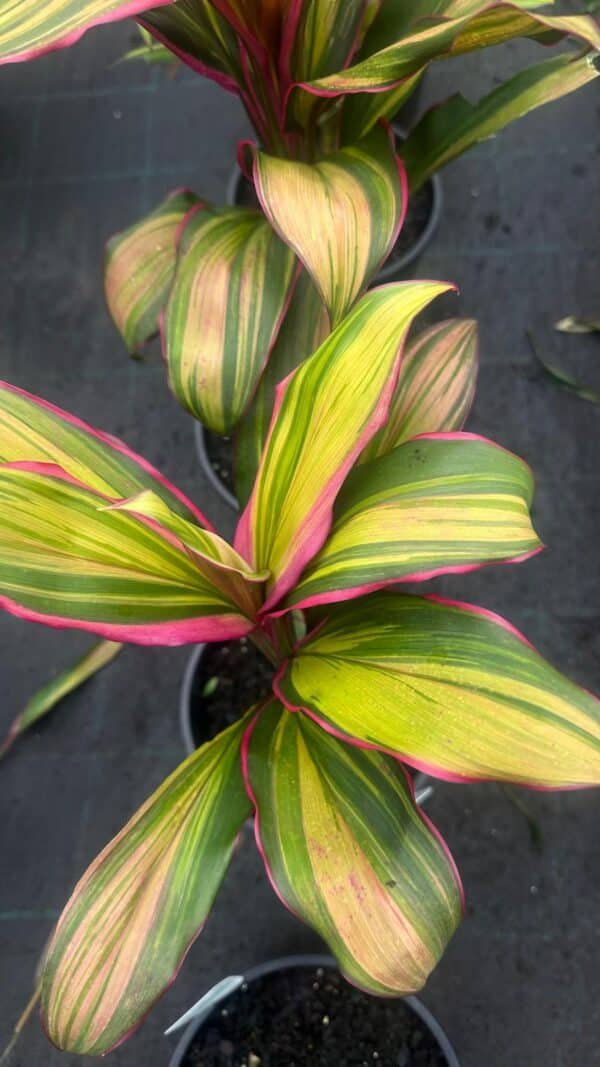 Cordyline-Fruticosa-Kiwi_GardenView-Nursery