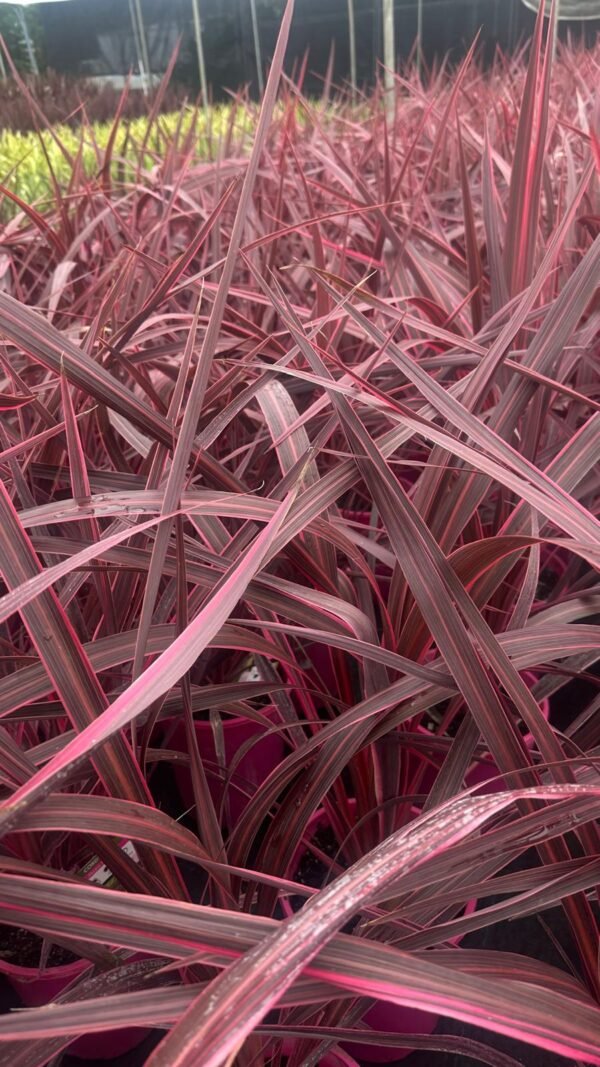 Cordyline-Pink-Passon_GardenView-Nursery