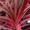 Cordyline-Pink-Passon_GardenView-Nursery