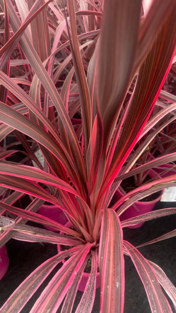 Cordyline-Pink-Passon_GardenView-Nursery
