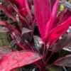 Cordyline-fruticosa-Rubra_Gardenview-Nursery