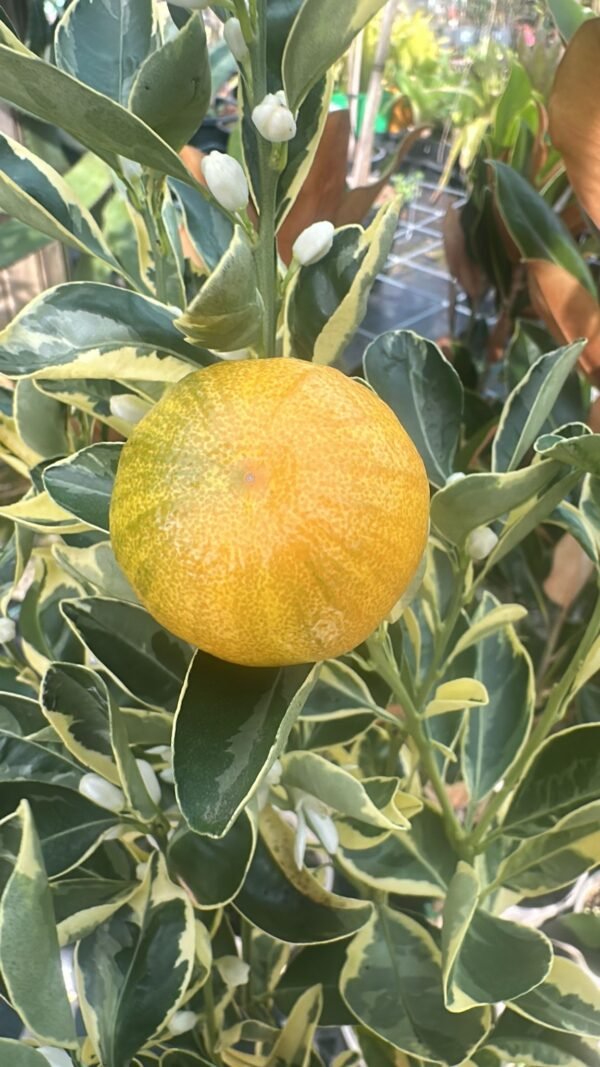 Cumquat-Nagami-Round-Variegated-Standard_GardenView-Nursery