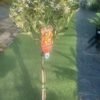 Cumquat-Nagami-Round-Variegated-Standard_GardenView-Nursery