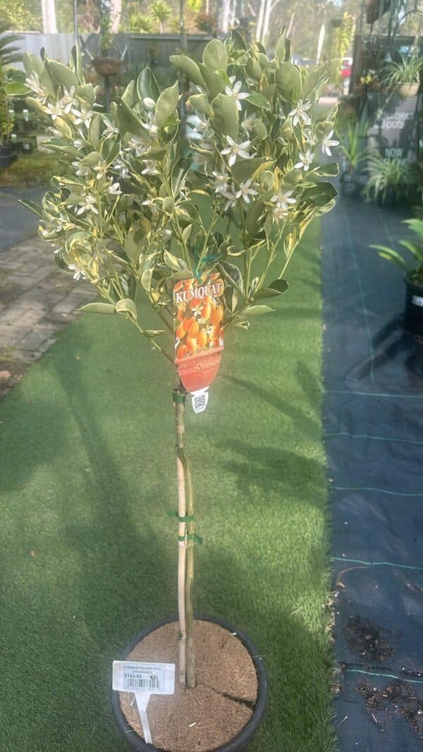 Cumquat-Nagami-Round-Variegated-Standard_GardenView-Nursery