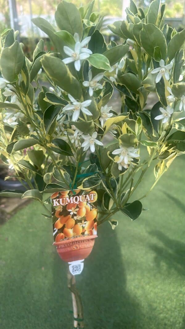Cumquat-Nagami-Round-Variegated-Standard_GardenView-Nursery