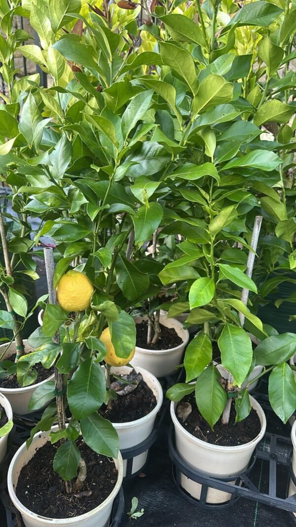 Lemon-Eureka-Dwarf_Gardneview-Nusery