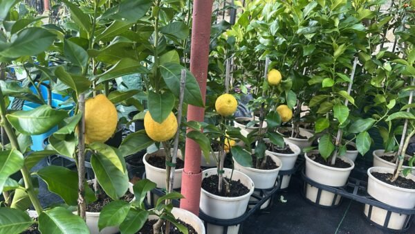 Lemon-Eureka-Dwarf_Gardneview-Nusery