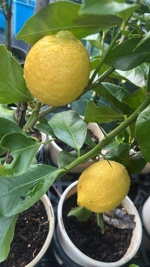 Lemon-Eureka-Dwarf_Gardneview-Nusery