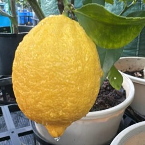 Lemon-Eureka-Dwarf_Gardneview-Nusery