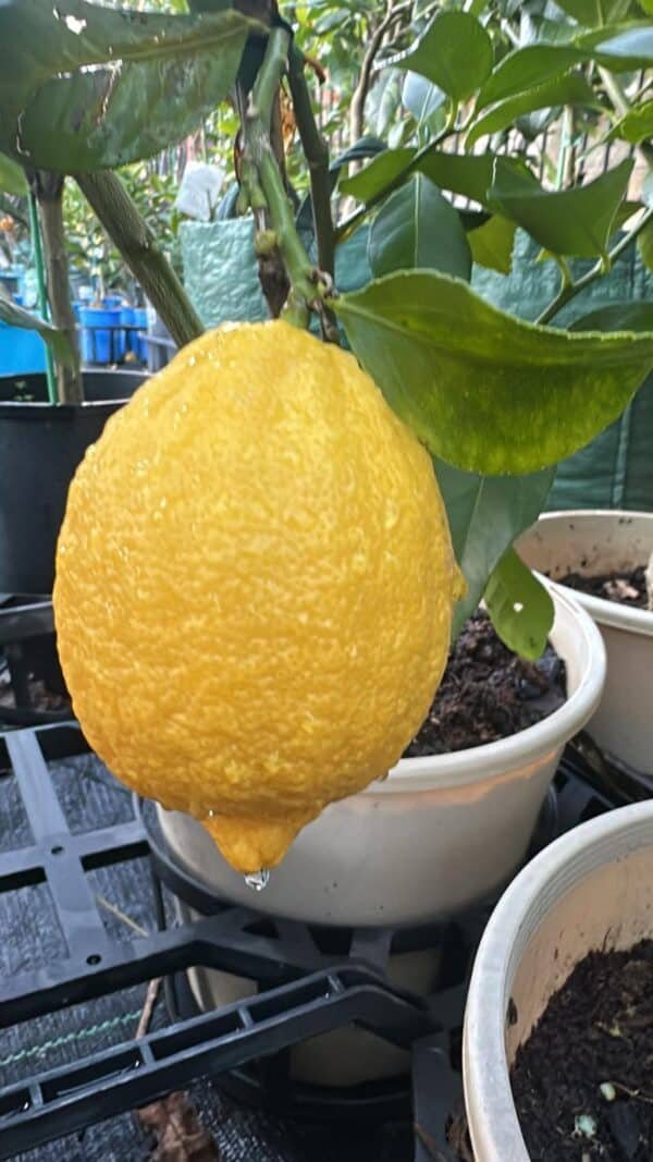 Lemon-Eureka-Dwarf_Gardneview-Nusery